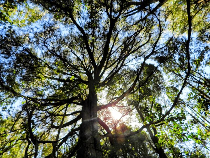 0 Bedroom Property for Sale in Hoekwil Western Cape